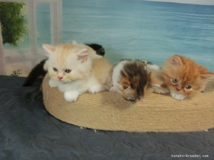 吉村　健児(よしむら　けんじ)ブリーダー(福岡県・ミヌエット・ACC/JCC（旧ACC）登録)の紹介写真7