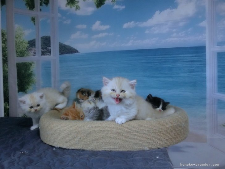 吉村　健児(よしむら　けんじ)ブリーダー(福岡県・ミヌエット・ACC/JCC（旧ACC）登録)の紹介写真8