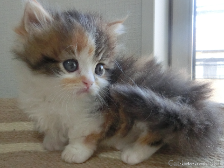 吉村　健児(よしむら　けんじ)ブリーダー(福岡県・ミヌエット・ACC/JCC（旧ACC）登録)の紹介写真9