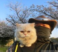 ミヌエット【・男の子・2024年1月22日・レッドタビーホワイト】