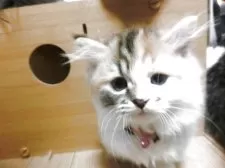 ミヌエット(短足)【福岡県・女の子・2025年8月22日・三毛】の写真10