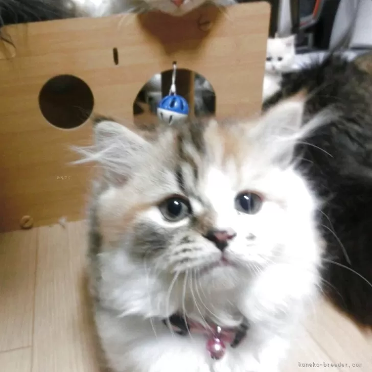 ミヌエット(短足)【福岡県・女の子・2025年8月22日・三毛】の写真1