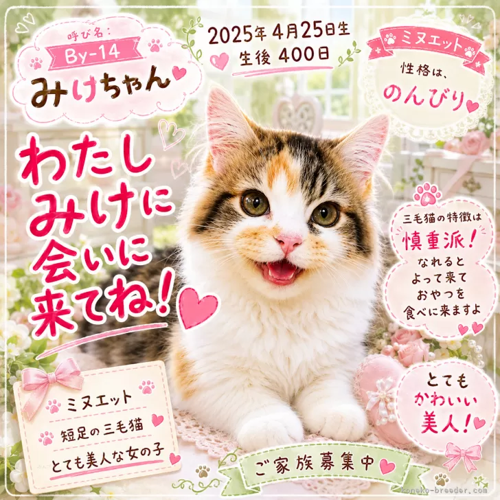 ミヌエット(短足)【福岡県・女の子・2025年4月25日・三毛（キャリコ）】の写真1