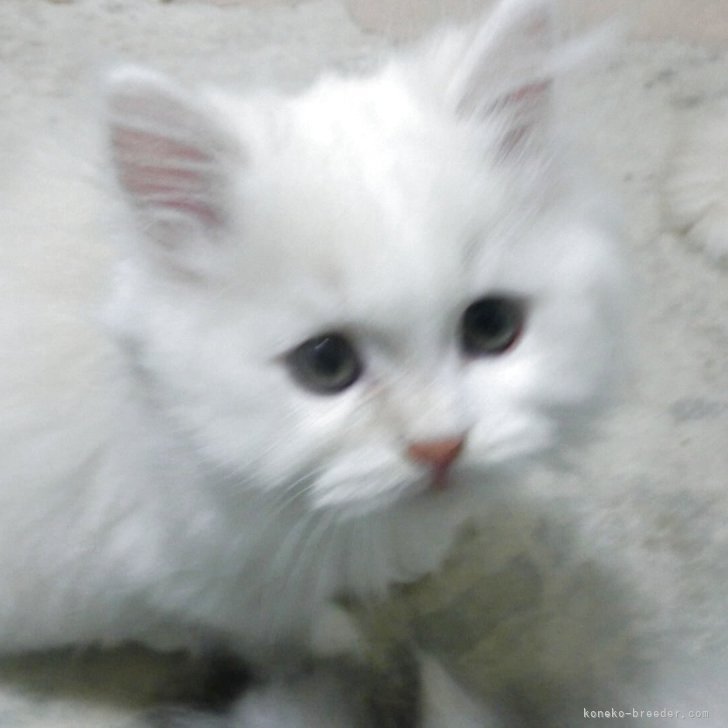 ブリーダー画像