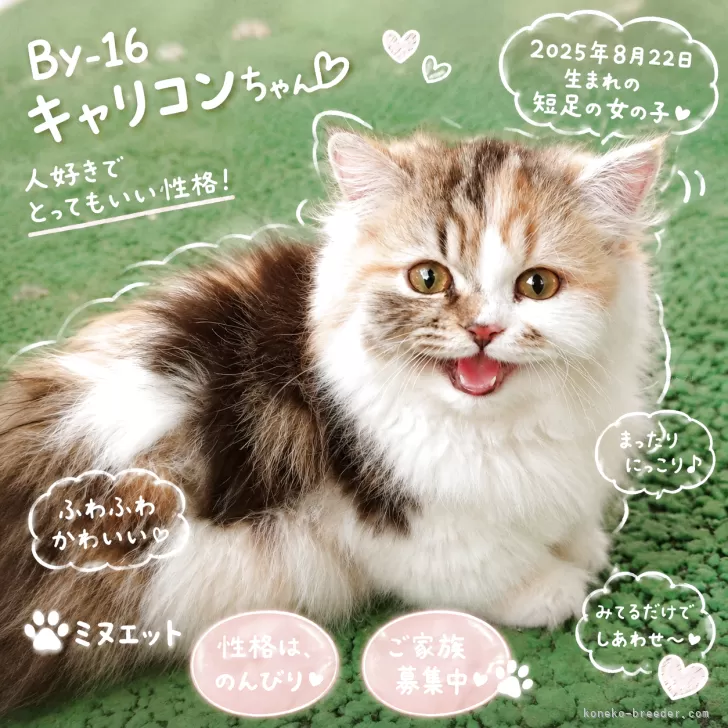 ミヌエット(短足)【福岡県・女の子・2025年8月22日・ホワイト系/三毛（キャリコ）】の写真1