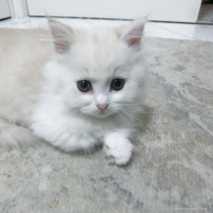 ブリーダー画像