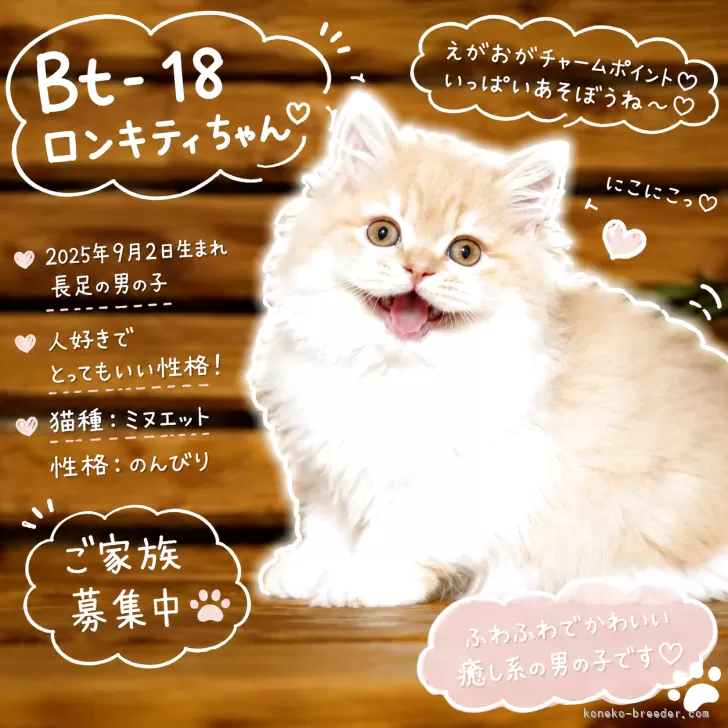 ミヌエット(長足)【福岡県・男の子・2025年9月2日・レッド・ルディ系】の写真1