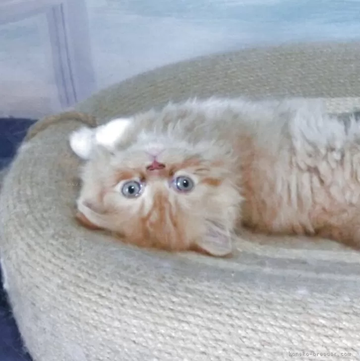 ID：2509-03088の子猫