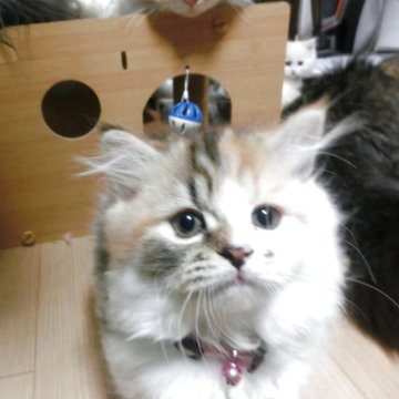 ミヌエット(短足)【福岡県・女の子・2025年8月22日・三毛】の写真「短足のキティーちゃんタイプの女の子です。」