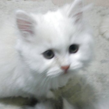 ミヌエット(長足)【福岡県・男の子・2025年8月1日・クリーム&ホワイト】の写真「長足のワンちゃんタイプの男の子です。」