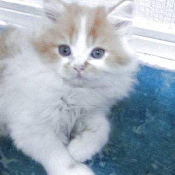 ミヌエット(長足)【福岡県・男の子・2025年9月2日・レッド&ホワイト】の写真「長足で。眼がキョロっとしたかわいい男の子です。」