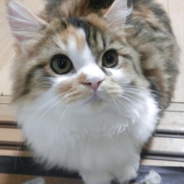 ミヌエット(短足)【福岡県・女の子・2025年4月25日・キャリコ】の写真「短足で。真ん丸の大きな目の美人タイプの女の子です。」