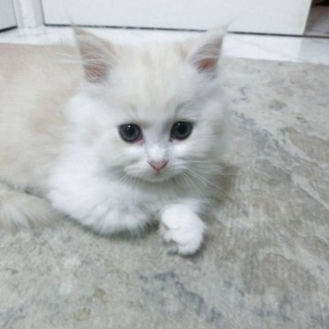 ミヌエット(短足)【福岡県・男の子・2025年9月2日・クリーム&ホワイト】の写真「短足で。眼がキョロっとしたかわいい男の子です。」