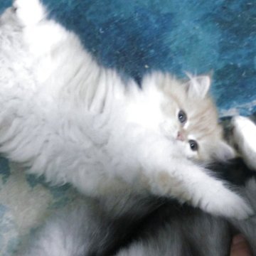 ミヌエット(長足)【福岡県・男の子・2025年9月2日・レッド&ホワイト】の写真「長足で。眼がキョロっとしたかわいい男の子です。」