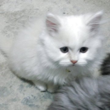 ミヌエット(長足)【福岡県・男の子・2025年9月2日・クリーム&ホワイト】の写真「短足で。眼がキョロっとしたかわいい男の子です。」