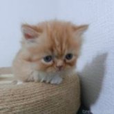 ミヌエット(短足)