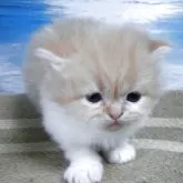 ミヌエット(長足)