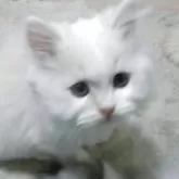 ミヌエット(長足)