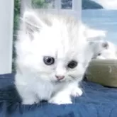 ミヌエット(短足)
