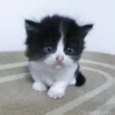 ミヌエット(短足)