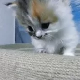 ミヌエット(短足)