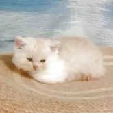 ミヌエット(長足)【福岡県・男の子・2025年8月1日・クリーム&ホワイト】の写真6