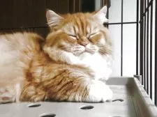 ミヌエット(短足)【福岡県・男の子・2025年4月23日・レッドタビー&ホワイト】の写真8