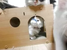 ミヌエット(短足)【福岡県・女の子・2025年8月22日・三毛】の写真9