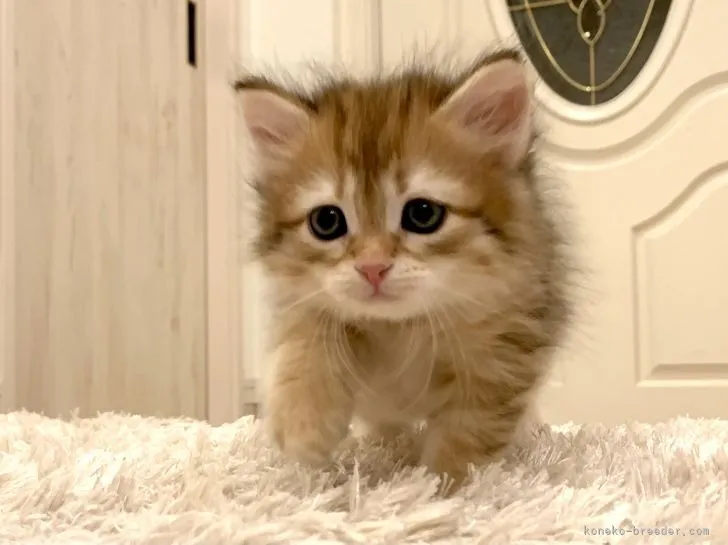 ID：2112-01530の子猫