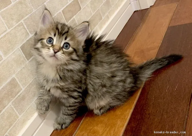 ID：2101-01681の子猫