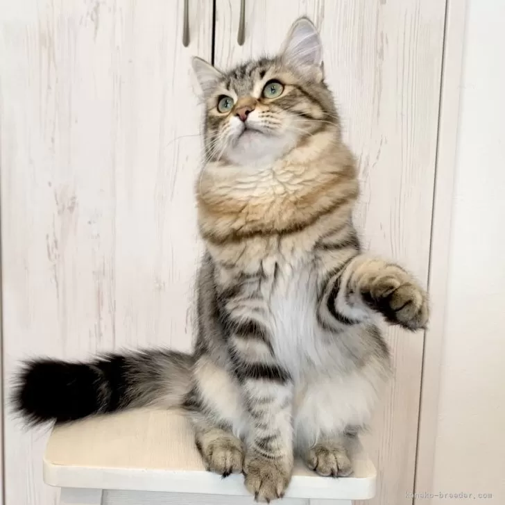 ID：2308-01613の子猫