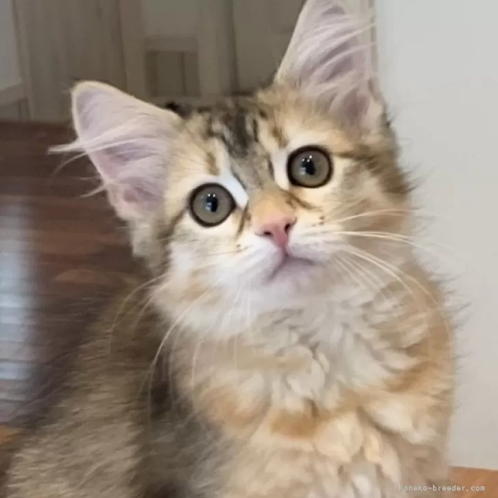 ID：2404-01097の子猫