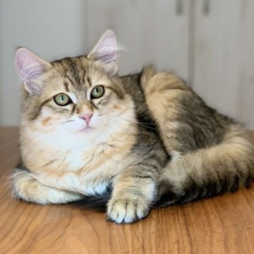 サイベリアン【徳島県・女の子・2023年6月9日・ブラックコリンゴールドスポテッドタビー(ゴールデン（トリプルコート）】の写真「パパ似の美猫🐈⭐︎遺伝子検査クリア⭐︎」