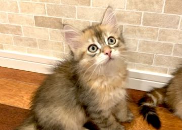 サイベリアン【徳島県・男の子・2021年4月13日・ブラックゴールデンシェーデッド（トリプルコート）】の写真「人懐っこいイケメン猫♪」