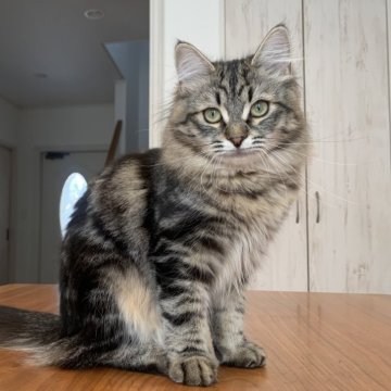 サイベリアン【徳島県・女の子・2023年7月11日・ブラウン(ブラック)クラシックタビー（トリプルコート）】の写真「懐っこく、遊ぶのが大好きな美猫✨」