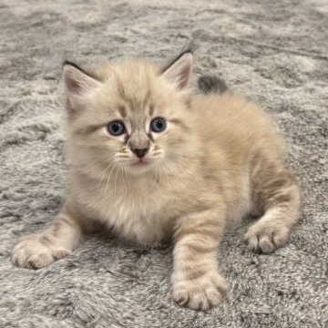 サイベリアン【徳島県・男の子・2025年4月16日・シールリンクスポイント（トリプルコート）】の写真「体格の良いイケメン猫✨」