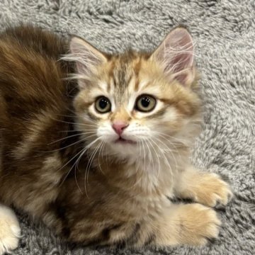 サイベリアン【徳島県・男の子・2025年9月1日・ブラックコリンゴールドクラシックタビー（トリプルコート）】の写真「マイペースなイケメン猫✨」