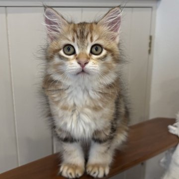 サイベリアン【徳島県・男の子・2025年9月1日・ブラックコリンゴールドクラシックタビー（トリプルコート）】の写真「マイペースなイケメン猫✨」