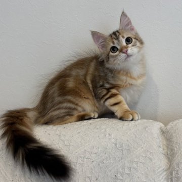 サイベリアン【徳島県・男の子・2025年9月1日・ブラックコリンゴールドクラシックタビー（トリプルコート）】の写真「人懐っこいイケメン猫✨」