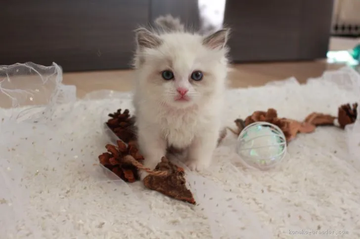 M 様のお迎えした子猫