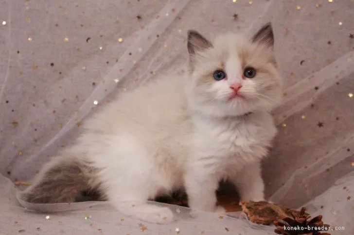 ID:2106-00691の子猫