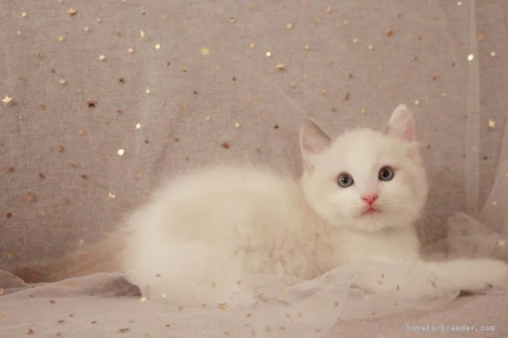 take 様のお迎えした子猫