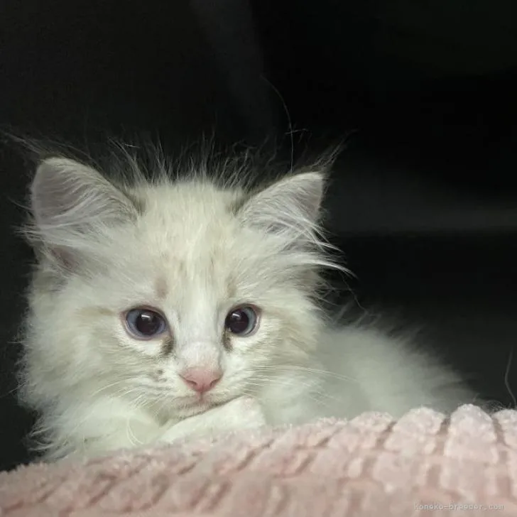 ID：2206-03094の子猫