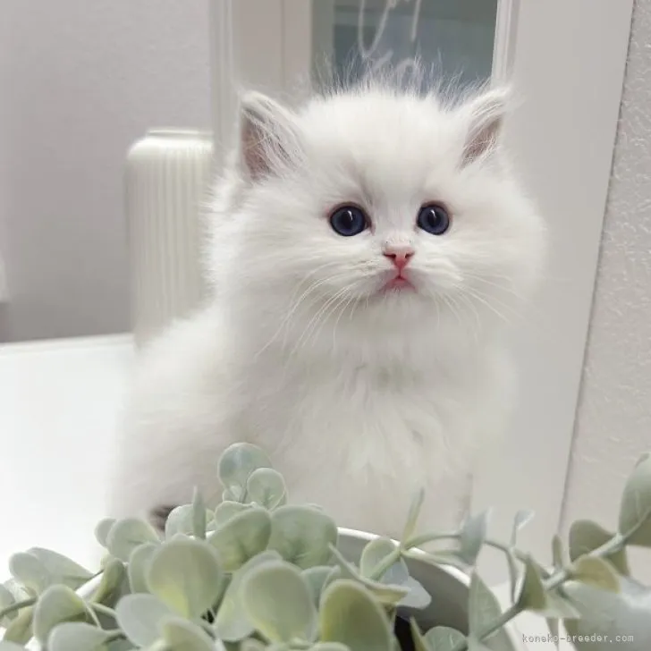 ID:2304-01137の子猫