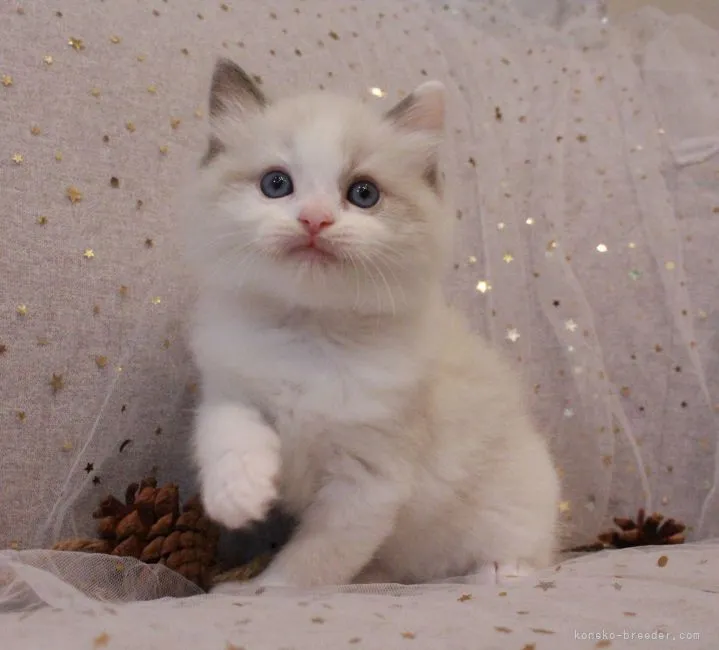 Y.K 様のお迎えした子猫