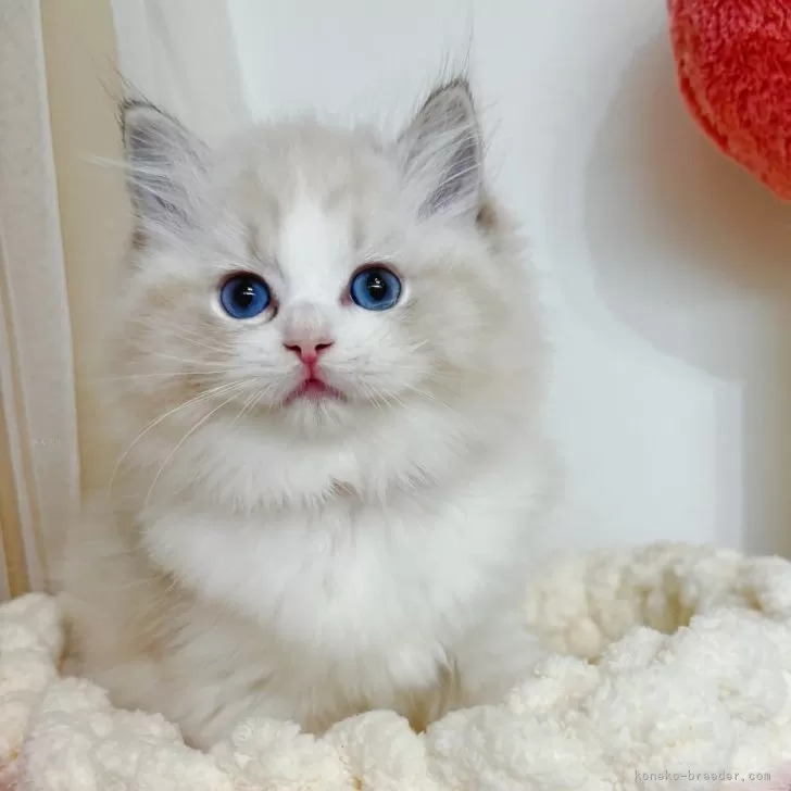 ID：2412-00408の子猫