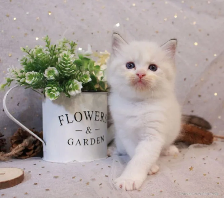 ID:2110-00428の子猫
