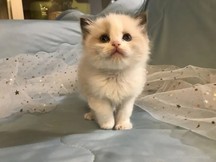 たかさん 様のお迎えした子猫