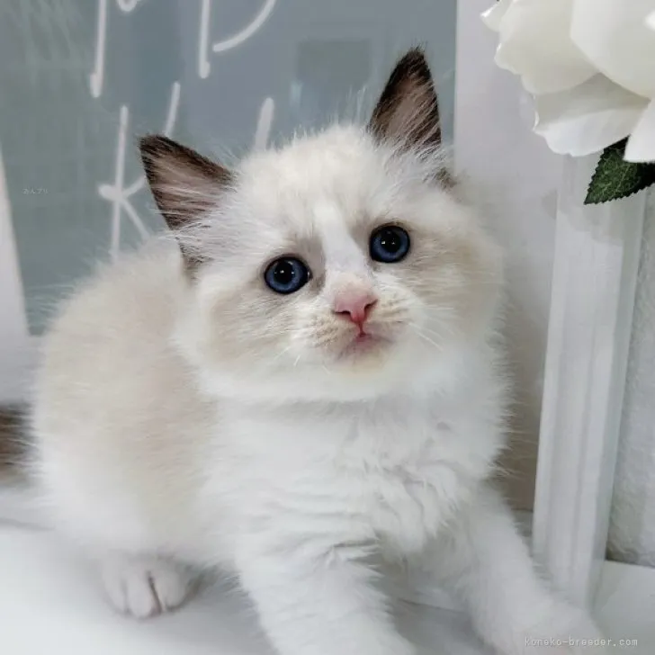 ID：2309-01024の子猫
