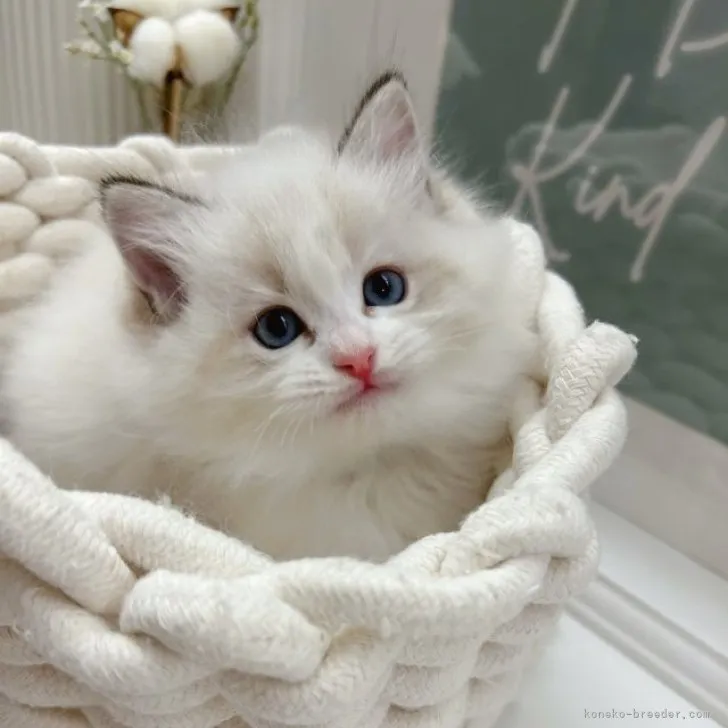 ID：2305-00129の子猫